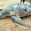 Xác rùa biển tại bãi Trước, thành phố Vũng Tàu. (Ảnh: Đoàn Mạnh Dương/TTXVN)