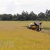 Thu hoạch lúa Hè Thu ở xã Định Hòa, huyện Gò Quao, Kiên Giang. (Ảnh: Lê Huy Hải/TTXVN) 