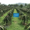 Mô hình trồng thanh long đỏ theo tiêu chuẩn VietGap tại huyện Lập Thạch, tỉnh Vĩnh Phúc. (Ảnh: Nguyễn Thảo/TTXVN) 