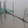 Công cụ đánh bắt cá đồng bằng 'dớn' ở Đồng Tháp. (Ảnh: Nguyễn Văn Trí/TTXVN)