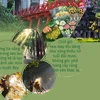 [Infographics] Vẻ đẹp lãng mạn, dịu dàng của mùa Thu Hà Nội