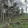 Rừng thông bị cưa hạ trên diện tích gần 1.400m2 ở Lâm Đồng, đây là rừng thông trồng từ năm 1997 và hiện đang giao khoán cho người dân quản lý, bảo vệ. (Ảnh: Nguyễn Dũng/TTXVN)