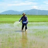 Nông dân ở xã Xuân Hải (Ninh Hải, Ninh Thuận) bón lót phân cho cây lúa sản xuất theo mô hình hữu cơ. (Ảnh: Công Thử/TTXVN)