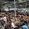 Ghé thăm chợ trâu, bò lớn nhất khu vực miền núi phía Bắc
