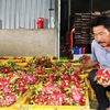 Trái thanh long Chợ Gạo của tỉnh Tiền Giang đã được Cục Sở hữu Trí tuệ cấp bảo hộ nhãn hiệu tập thể. (Ảnh: Hữu Chí/TTXVN) 