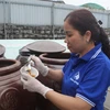 Chị Nguyễn Thị Thơm, làng nghề Do Xuyên-Ba Làng, kiểm tra chất lượng nước mắm trước khi cung ứng cho thị trường Tết. (Ảnh: Nguyễn Nam/TTXVN)