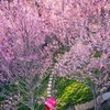 Sơn La: Rực rỡ sắc hoa trên đèo Pha Đin