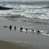 Xác tàu gỗ lộ thiên được ngư dân phát hiện tại bờ biển Tân Thành (TP Hội An) sau đợt triều cường, mưa lớn hai ngày vừa qua. (Nguồn: Báo Công an Nhân dân) 