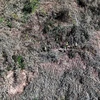 Hiện trường vụ phá rừng trên lâm phần được giao cho Ban Quản lý Rừng phòng hộ Đắk R’măng (trực thuộc Sở Nông nghiệp và Phát triển Nông thôn Đắk Nông). (Ảnh: TTXVN phát)