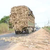 Các xe tải chở mía quá khổ làm rơi rớt cây mía nguyên liệu xuống đường, tiềm ẩn nguy cơ tai nạn giao thông. (Ảnh: Minh Phú/TTXVN)