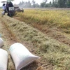 Thu hoạch lúa Đông Xuân sớm đạt năng suất hơn 7 tấn/ha ở xã Phú Điền, huyện Tháp Mười ( Đồng Tháp). (Ảnh: Nguyễn Văn Trí/TTXVN)