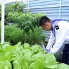 Chiến sỹ nhà giàn DK1/21 chăm sóc vườn rau xanh. (Ảnh: Văn Điệp/TTXVN)