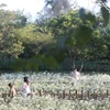 Vườn cúc họa mi ở phố núi Gia Lai hút khách du xuân 