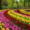 Hoa tulip ở Keukenhof, Hà Lan. (Ảnh: Shutterstock)