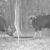 Hai cá thể bò tót đến uống nước tại một điểm tiếp trong rừng được Khu Bảo tồn Thiên nhiên Văn hóa Đồng Nai ghi nhận bằng công nghệ “bẫy ảnh.” (Ảnh: TTXVN phát)