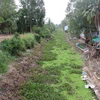 Nhiều kênh, rạch trên địa bàn xã An Minh Bắc, huyện U Minh Thượng (Kiên Giang) khô cạn nước. (Ảnh: Lê Huy Hải/TTXVN)