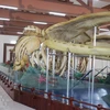 Hai bộ xương cá Voi có chiều dài trên 22m và 18m được phục dựng phục vụ du khách tham quan ở huyện đảo Lý Sơn. (Ảnh: Phạm Cường/TTXVN)