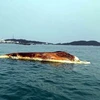 Xác cá voi nặng khoảng 10 tấn trôi dạt vào vùng biển Cô Tô. (Ảnh: TTXVN phát)