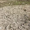 Đất đai khô cằn, nứt nẻ nên hơn 2.000ha đất sản xuất nông nghiệp tại 2 xã Mỹ Thạnh, Hàm Cần (huyện Hàm Thuận Nam) phải bỏ hoang. (Ảnh: Nguyễn Thanh/TTXVN)