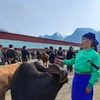 Khám phá nét độc đáo của Chợ bò Mèo Vạc ở Hà Giang
