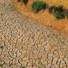 Thiếu nước ở xã vùng cao Tà Xi Láng (Yên Bái) khiến nhiều diện tích chuyển đổi không thể trồng được loại cây khác. (Ảnh: Tuấn Anh/TTXVN)