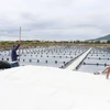 Ước tính cả phường Ninh Diêm, thị xã Ninh Hòa (Khánh Hòa) còn khoảng 2.000 tấn muối chưa bán được khiến diêm dân gặp nhiều khó khăn. (Ảnh: Đặng Tuấn/ TTXVN)