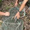 Lực lượng chức năng giải cứu cá thể kỳ đà hoa quý hiếm ra khỏi bẫy lưới. (Ảnh: Vườn Quốc gia Côn Đảo)