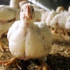 Một trang trại gà. (Ảnh: AFP/TTXVN)