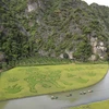 Độc đáo bức tranh bằng lúa "Mục đồng thổi sáo" ở Ninh Bình