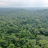 Cánh rừng tại Lagos, Nigeria. (Ảnh: AFP/TTXVN)