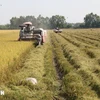 Thu hoạch lúa ở Hợp tác xã nông nghiệp Mỹ Thành Nam, tỉnh Tiền Giang. (Ảnh: Minh Trí/ TTXVN)