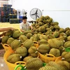 Sầu riêng xuất khẩu tập kết tại Vựa trái cây Hùng Loan, 94 QL20, thị trấn Tân Phú, huyện Tân Phú, tỉnh Đồng Nai. (Ảnh: Hồng Đạt/TTXVN)
