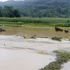 Cánh đồng lúa Hải Khê, xã Bản Qua, huyện Bát Xát bị ngập trong nước. (Ảnh: Quốc Khánh/TTXVN)