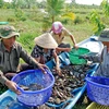 Người dân huyện U Minh (Cà Mau) thu hoạch cá đồng. (Ảnh: TTXVN phát)