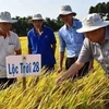 Giống lúa Lộc Trời 28 được trồng khảo nghiệm tại cánh đồng của Công ty Cổ phần Giống cây trồng Lộc Trời (Tập đoàn Lộc Trời). (Ảnh: TTXVN phát)