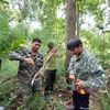 Tổ cộng đồng tuần tra bảo vệ rừng phối hợp với lực lượng kiểm lâm kiểm tra, tháo gỡ bẫy động vật tại Vườn Quốc gia Chư Yang Sin. (Ảnh: TTXVN phát)