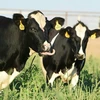 Bò sữa được nuôi tại trang trại ở Porterville, California, Mỹ. (Nguồn: AFP/TTXVN)