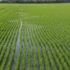 Khu vực cấp mã vùng trồng lúa ở xã Mỹ Đông, huyện Tháp Mười (Đồng Tháp). (Ảnh: Nguyễn Văn Trí/TTXVN)