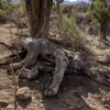 Một con voi chết do hạn hán tại Samburu, Kenya, ngày 12/10/2022. (Ảnh: AFP/TTXVN)