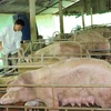 Nuôi lợn quy mô trang trại ở xã Phú An, huyện Cai Lậy (Tiền Giang). (Ảnh: Minh Trí/ TTXVN)