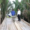 Xây dựng cầu nông thôn ở ấp Thạnh Lại, xã Bình Thạnh, huyện Thạnh Phú, tỉnh Bến Tre. (Ảnh: Huỳnh Phúc Hậu/ TTXVN)