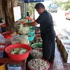 Nghêu thương phẩm ở huyện Gò Công Đông, tỉnh Tiền Giang. (Ảnh: Hữu Chí/TTXVN)