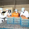 Đoàn công tác của Cơ quan Quản lý Thực phẩm Singapore (SFA) và Thương vụ Việt Nam tại Singapore, cùng các sở, ngành của tỉnh Tây Ninh tham quan quy trình sản xuất trứng gà của Công ty TNHH QL VietNam Agroresources tại ấp Thanh Xuân, xã Mỏ Công, huyện Tân Biên. (Ảnh: Thanh Tân/TTXVN)