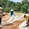 Hạn chế đổi mới công nghệ, sản phẩm sơ chế là một trong những nguyên nhân giảm giá trị và sức cạnh tranh của sản phẩm quế Văn Yên. (Ảnh: TTXVN phát)