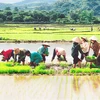 Nông nghiệp Việt “đủng đỉnh” tiến vào hội nhập sau gần 2 thập kỷ