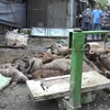 Lực lượng chức năng xã Vĩnh Lộc B, huyện Bình Chánh thu gom xác lợn chết để đưa đi tiêu hủy đúng quy định. (Ảnh: TTXVN phát)