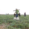 Trồng dưa hấu mùa khô mang lại nguồn thu nhập đáng kể cho các hộ nông dân tại Sóc Trăng. (Ảnh: Chanh Đa/TTXVN)
