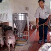 Nhà sáng chế nuôi lợn bằng... thức ăn sinh học có thảo dược