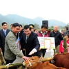 Chủ tịch nước Trương Tấn Sang trao bò giúp người nghèo biên giới. (Ảnh: Viettel)