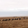 Đàn linh dương, ngựa vằn di chuyển trên một bình nguyên rộng lớn. (Ảnh: T.H/Vietnam+)